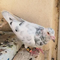 کفتر گرفتنی نر