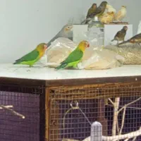 مولد طوطی کوتوله و مولد عروس هلندی