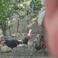 چند تا بوقلمون و خروس هشت ماهه|حیوانات مزرعه|اسفراین, |دیوار