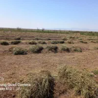 یونجه امسالی|لوازم جانبی حیوانات|تسوج, |دیوار