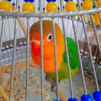 کوتوله برزیلی