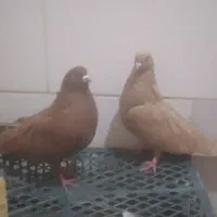 کبوتر  قرمز زرد جوان سالم جفت