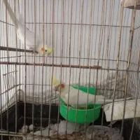 یک جفت عروس هلندی آماده.دستی