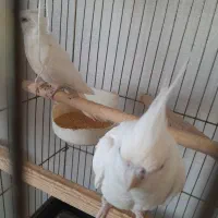 عروس هلندی البینو|پرنده|نوشهر, |دیوار