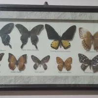 تابلو پروانه طبیعی