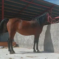 دره شور . ۷ ساله. سالم وخوش قدم قیمت مناسب