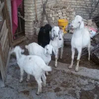 بزغاله نر و ماده|حیوانات مزرعه|باغ بهادران, |دیوار