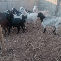 تعویض احشام