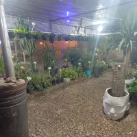 فروشنده گل و گیاه