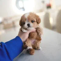 پودل فنجونی|سگ|یزد, |دیوار