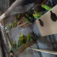 مرغ عشق|پرنده|کنارک, |دیوار