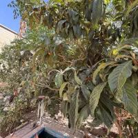 خانه ویلایی دربست