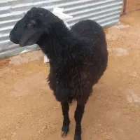 فروش1 راس بره نر همو و2راس قوچ همو کاربلد.|حیوانات مزرعه|کوهین, |دیوار