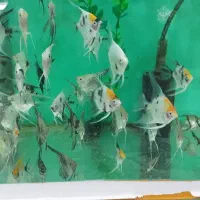 انواع ماهی گیاه خوار و گوشت خوار جدید