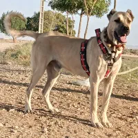 وگذاری سرابی نر(پژدر عراقی الابای قدرجونی خراسانی