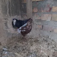 کبوتر فروشی معامله هم میشن|پرنده|سراوان, |دیوار