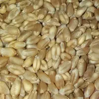 گندم آبی پیشگام بذری