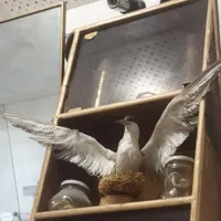 پرنده