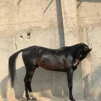 فروش اسب پرشی