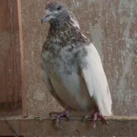 کبوتر پرشی|پرنده|وحیدیه, |دیوار