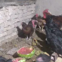 مرغ سیاه تخم کن به شرط|حیوانات مزرعه|اصفهان, درب کوشک|دیوار