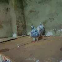 تعدادی کفتر