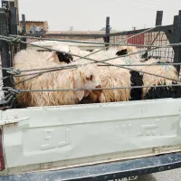 وانت بار با کم ترین قیمت کرایه|خدمات حمل و نقل|زهک, |دیوار