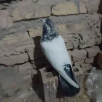 کفتر نر تهرونی کله دمی مور خمینی شهر|پرنده|فولادشهر, فولادشهر|دیوار