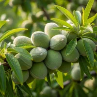 فروش ویژه نهال بادام فرانیس صادراتمحور