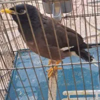 مرغ مینا|پرنده|ایلام, |دیوار