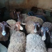 گوسفند کشتاری|حیوانات مزرعه|هریس, |دیوار