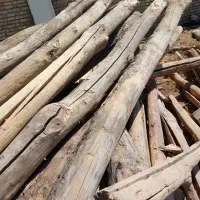 خرید همه نوع چوب درختان