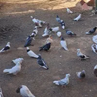 تعدادی کبوتر کاکل به سر