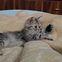 گربه|گربه|کرمانشاه, |دیوار