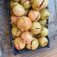 انار .خطی.ترکیده.رب انار درجه یک|حراج|تفت, |دیوار