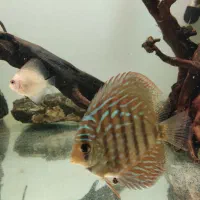 اکواریوم دیسکس|ماهی|کرمان, |دیوار