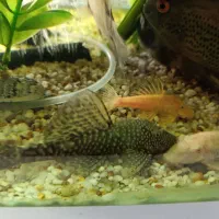 کت فیش وارداتی پوزه بوته ای و ال ۵۹