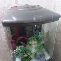 آکواریم|ماهی|قرچک, زیبا شهر|دیوار