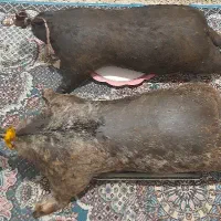 هیزه|خوردنی و آشامیدنی|نورآباد, |دیوار