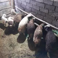 بره|حیوانات مزرعه|زاغه, |دیوار