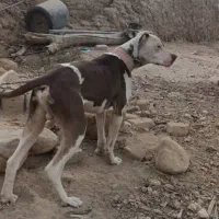 سگ داگو شکاری|سگ|ششده و قره بلاغ, |دیوار