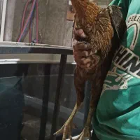 مرغ لاری دنگ بالا