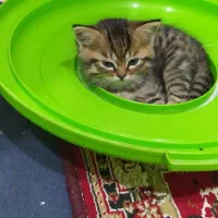 بچه گربه اسکاتیش
