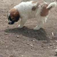 یکجفتتولهنروماده|سگ|شهرکرد, |دیوار