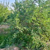 باغ درخت میوه و سبزی ۱۶۰۰متری همراه خانه ی۵۰متری|فروش زمین و ملک کلنگی|مشهد, مقصود آباد|دیوار