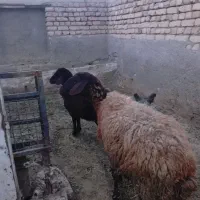 میش و بره|حیوانات مزرعه|تربتحیدریه, کوی شهید احمدزاده ملکی|دیوار