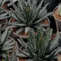 گل و گیاه. کاکتوس. آگاو