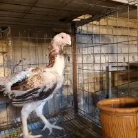 مرغ نوک طوطی