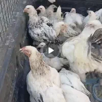 مرغ برهما