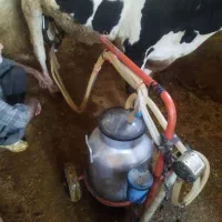 شیرهلشتاین